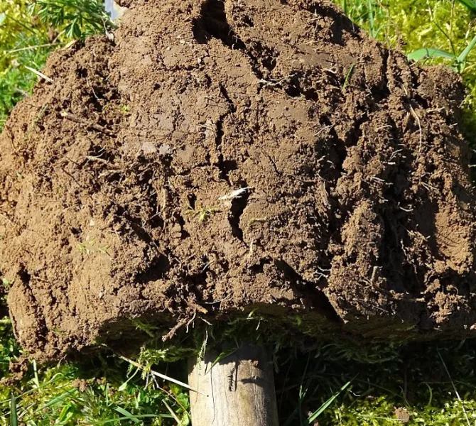 Leg de plag op de kop op de steel van  de spade zodat deze ‘open valt’. (EurECO)