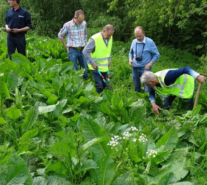 Ongewenste soorten: Ridderzuring, alleen wanneer dominant (EurECO)