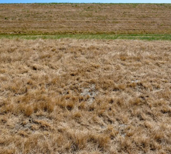 Sterk verdroogde grasbekleding.