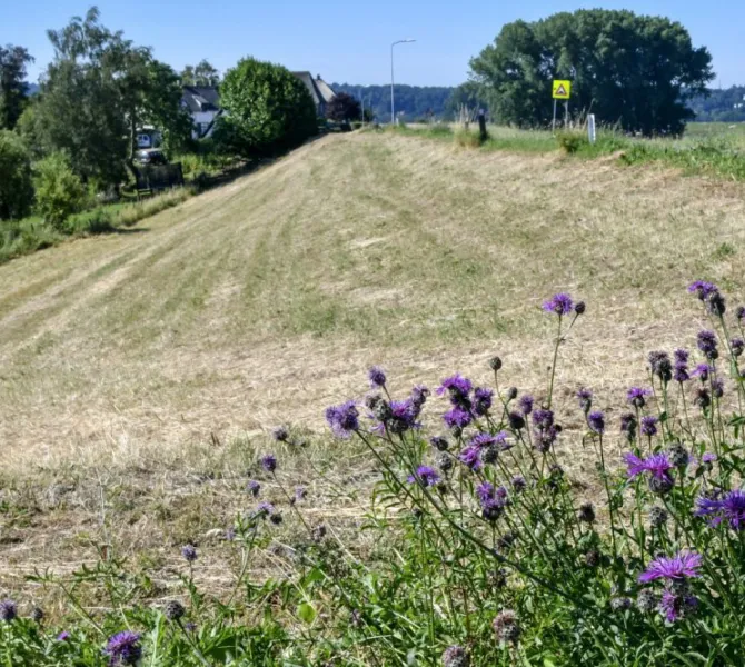 Binnentalud in Ooijpolder: 3 juli 2018. Grote centaurie is nog mooi groen