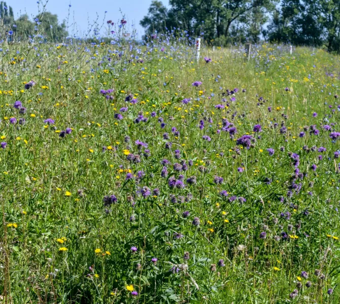 Binnentalud in Ooijpolder: 3 juli 2018. Door SBB gemaaid op 15 mei. Groen en bloeiend!