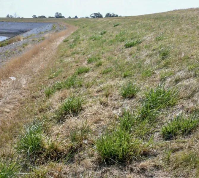 Tussen het bruine, verdroogde gras staan pollen van grassoorten die dieper wortelen: in dit geval Rietzwenkgras. (EurECO)