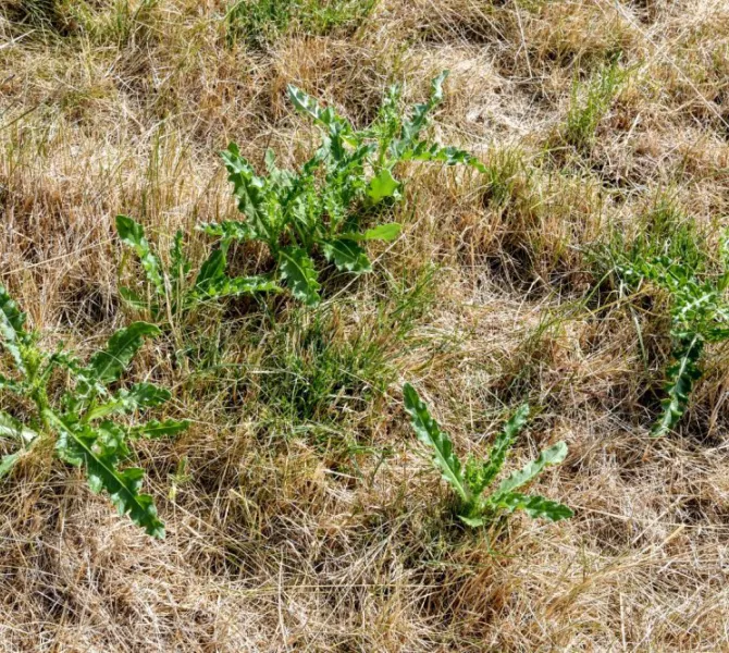 Akkerdistel wortelt dieper en blijft langer groen en kan gaan bloeien en zaden maken.