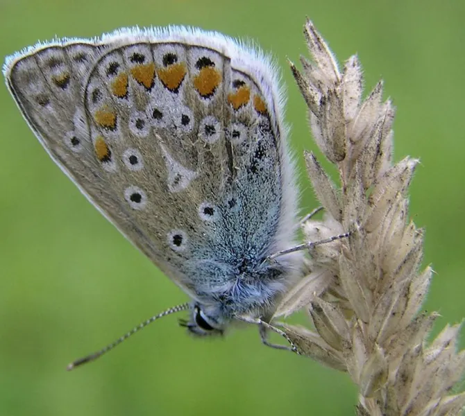 ’n Blauwtje (EurECO)