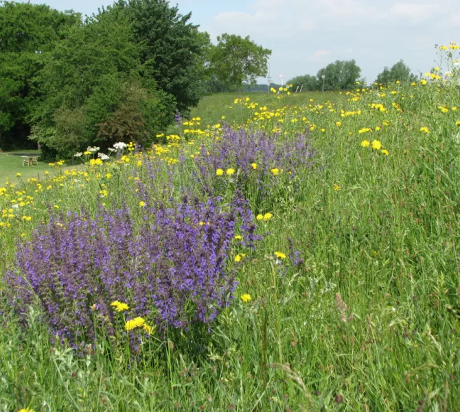 Kruidenrijk met Veldsalie