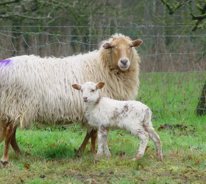 Drents heideschaap (Wikipedia)