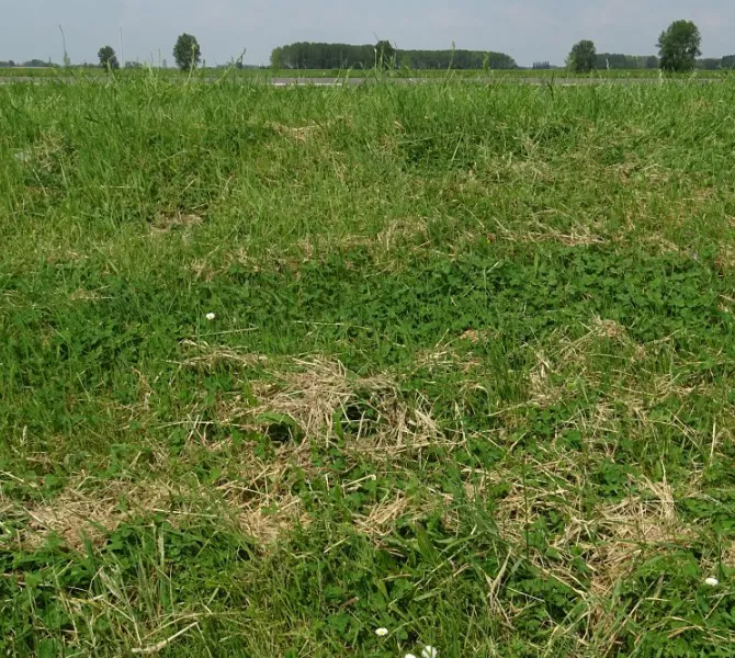 Jong talud ingezaaid met D2: maaisel is ook hier niet afgevoerd, nodig voor verrijking met organische stof (EurECO)