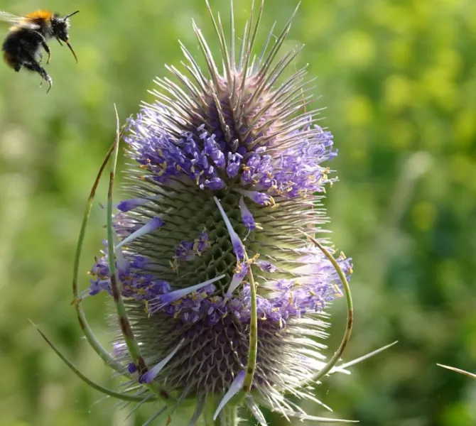 Grote kaardenbol met hommel (EurECO)