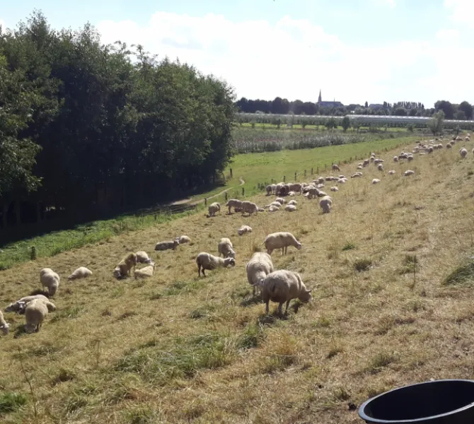 Intensieve beweiding met flexibele drinkbakken