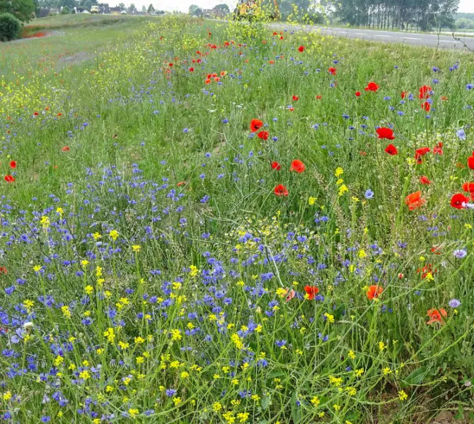 Inzaai Margrietenmengsel, (EurECO)