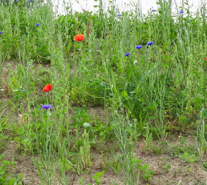 Inzaai Margrietenmengsel, lage erosiebestendigheid (EurECO)