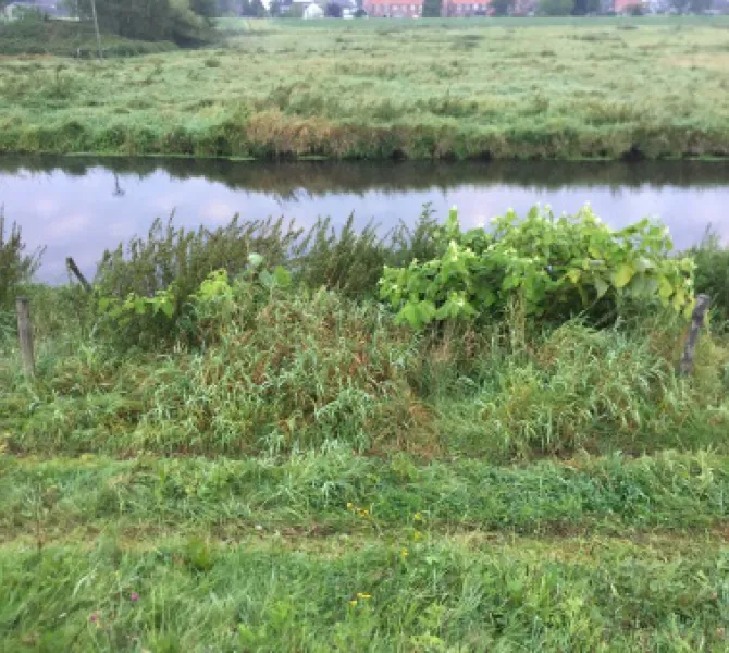 Japanse duizendknoop 1 (Waterschap Limburg, A. Smeets)