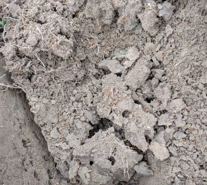 Mierenhopen open gegraven (Aa en Maas)