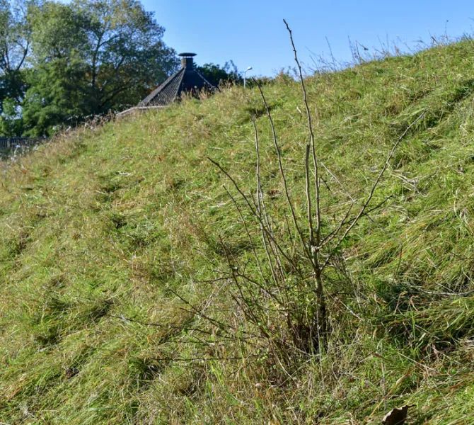 Houtige opschot in beweidingsvak (EurECO)