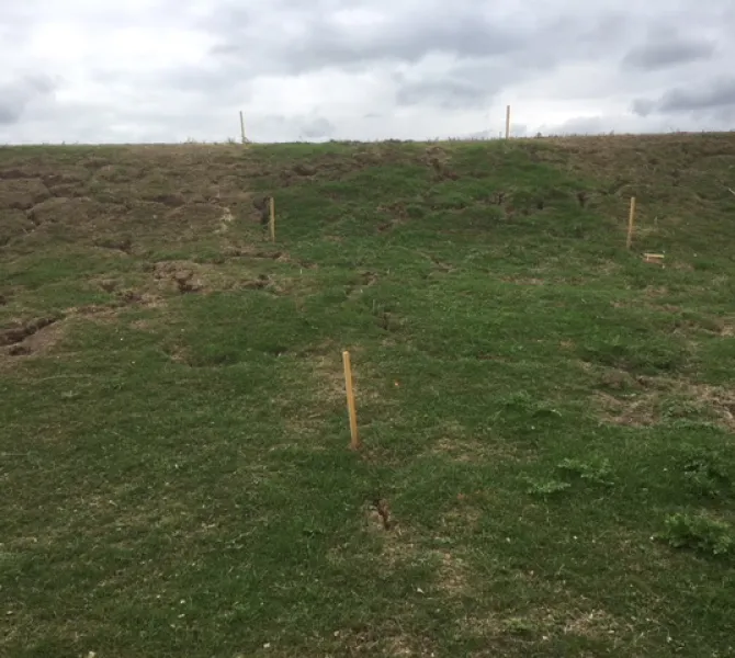 Twee weken na erosieproef is het groener tussen de piketten en groeit de distel (WSRL)