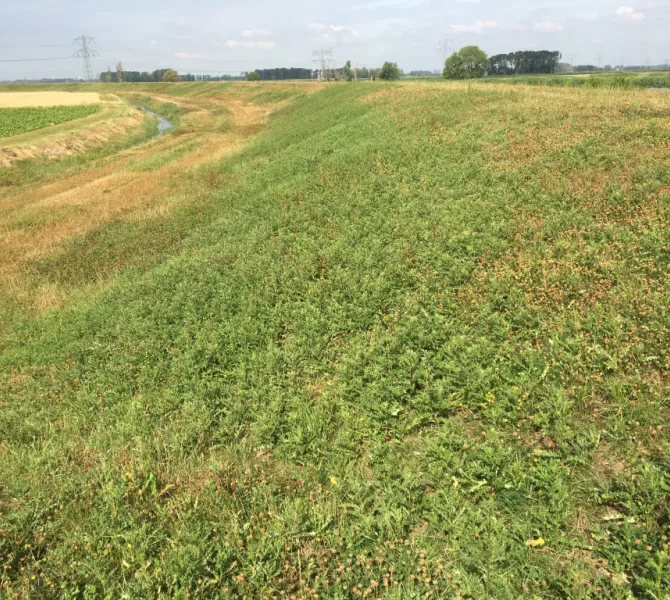 Uitbundige opkomst van Akkerdistel op droge jonge dijk (WSRL).