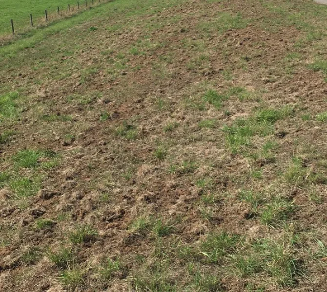 Binnentalud (Oude IJssel) aangetast door engerlingen, losgepikt door kraaiachtigen (WRIJ)