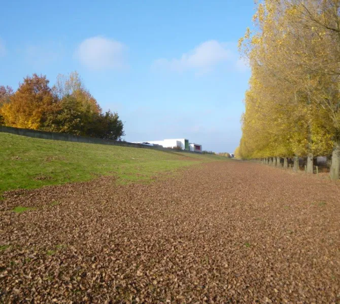 Bladafval en verstikking gras 1 (foto WL, Johan Janssen)