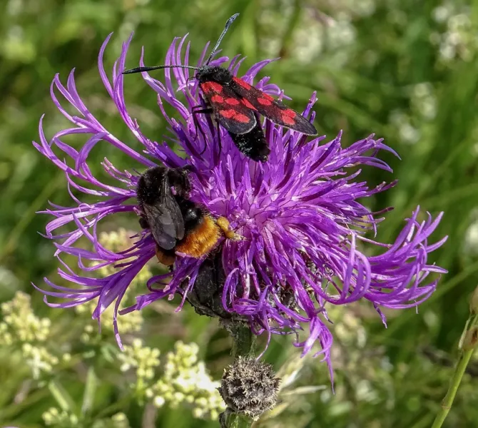 Grote centaurie met insecten