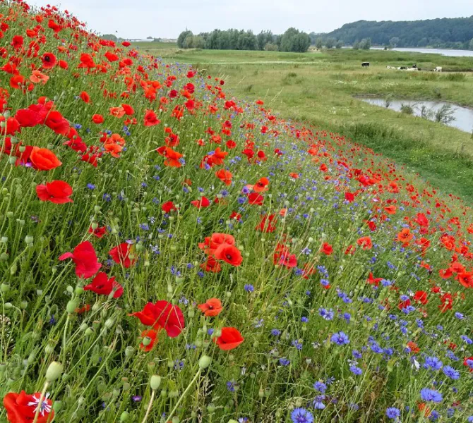 Inzaai Margrietenmengsel, dominantie Klaproos (EurECO)