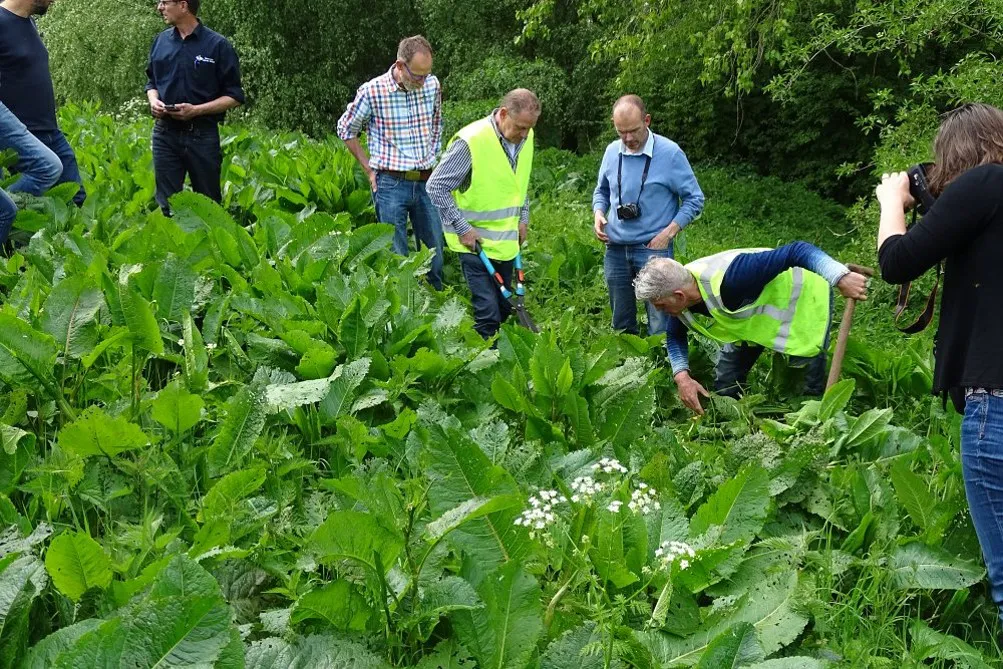 Ongewenste soorten: Ridderzuring, alleen wanneer dominant (EurECO)