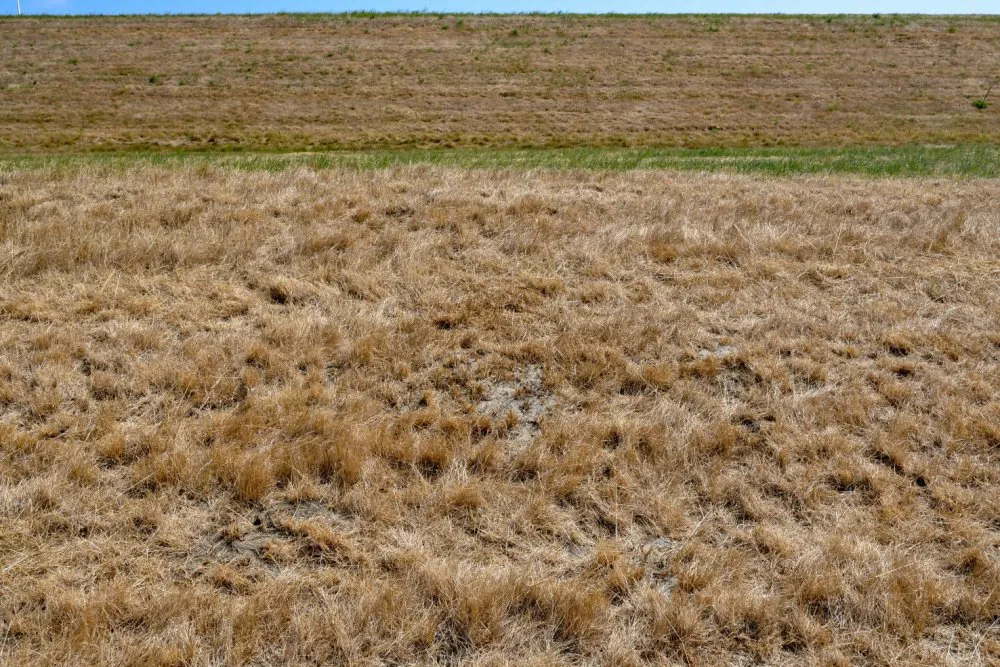 Sterk verdroogde grasbekleding.