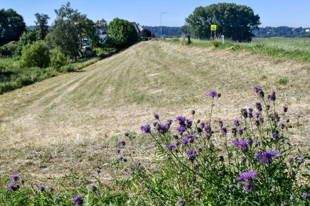 Binnentalud in Ooijpolder: 3 juli 2018. Grote centaurie is nog mooi groen