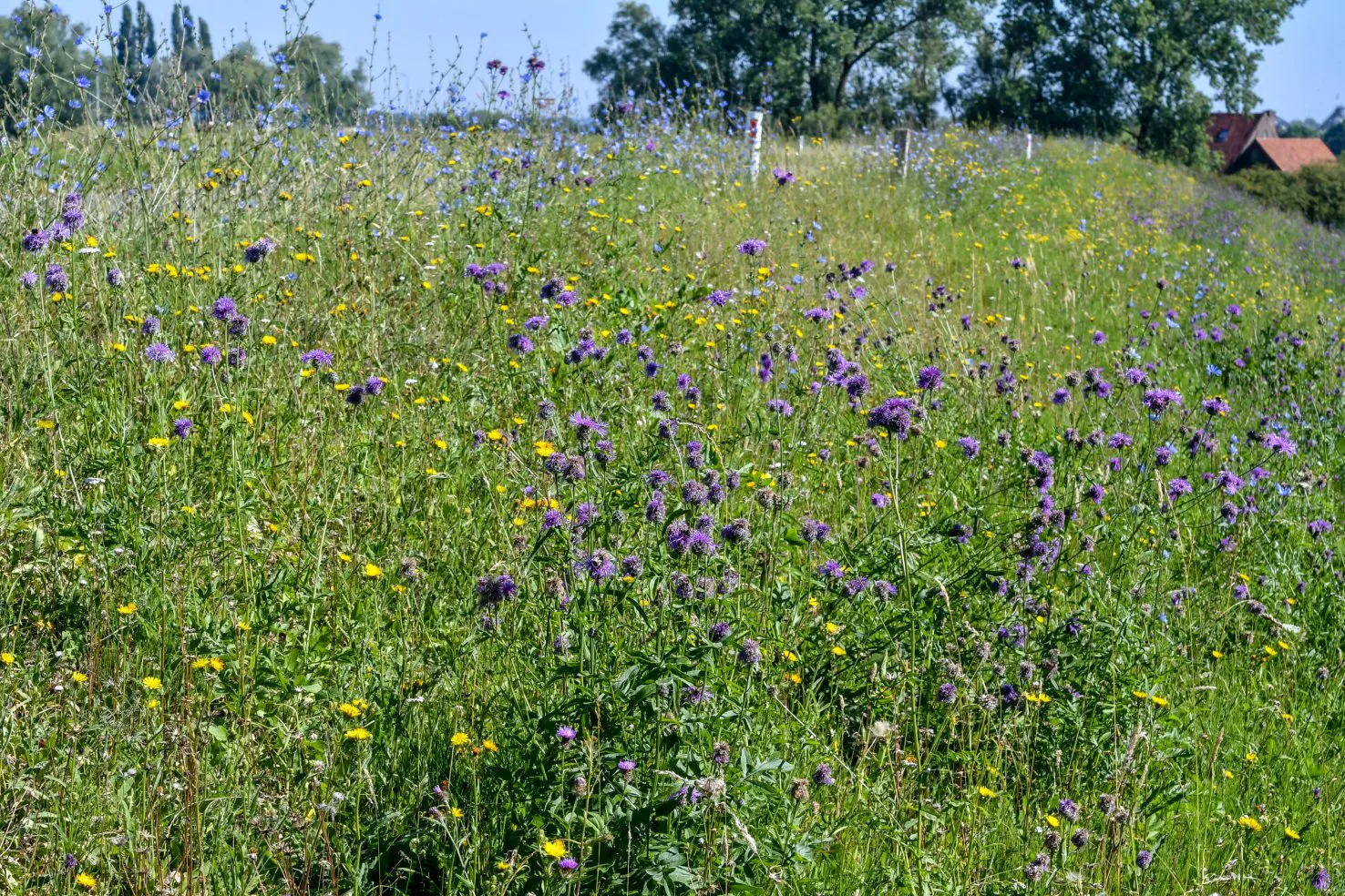 Binnentalud in Ooijpolder: 3 juli 2018. Door SBB gemaaid op 15 mei. Groen en bloeiend!