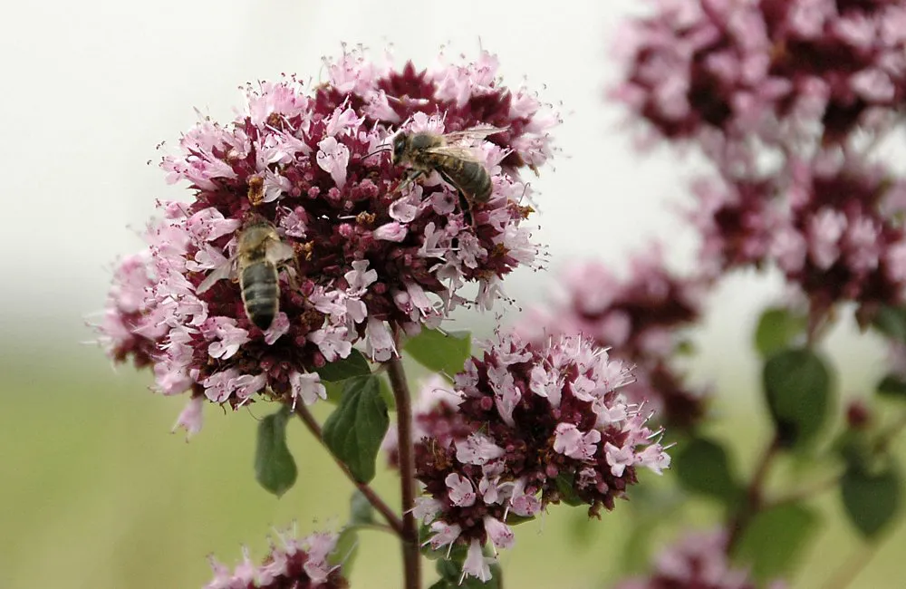 Wilde marjolein met bijen (EurECO)