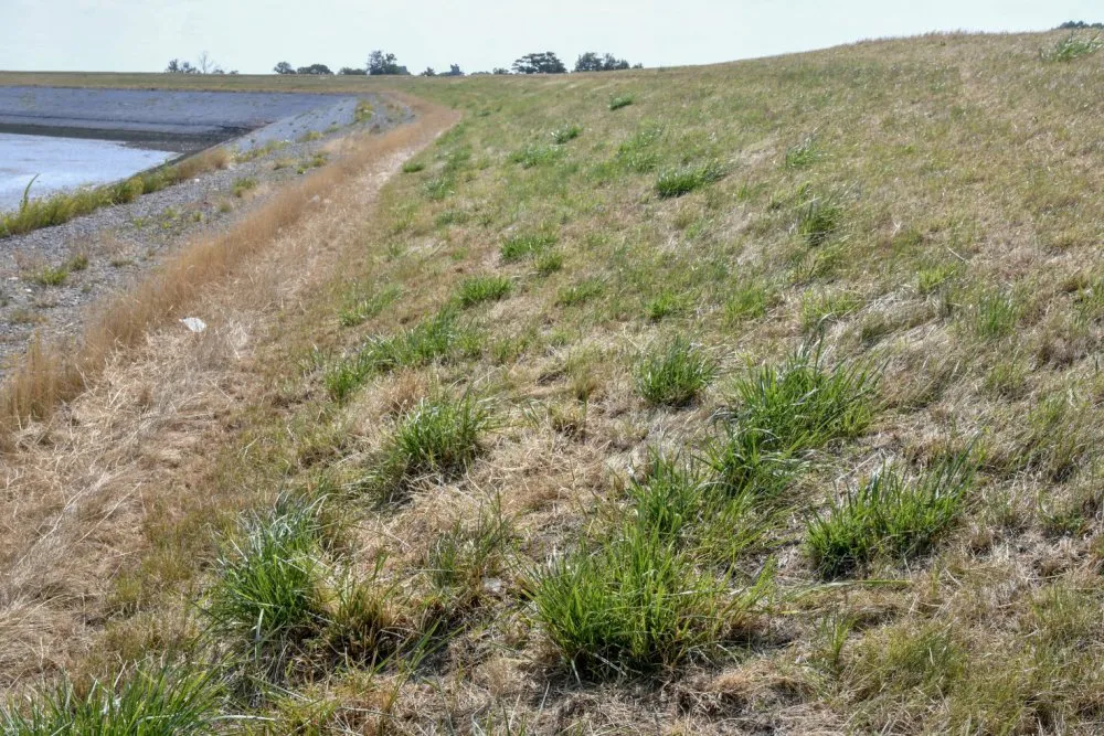 Tussen het bruine, verdroogde gras staan pollen van grassoorten die dieper wortelen: in dit geval Rietzwenkgras. (EurECO)