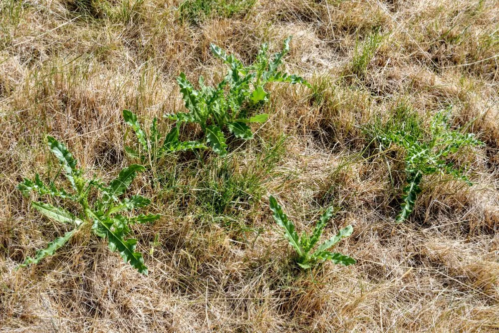 Akkerdistel wortelt dieper en blijft langer groen en kan gaan bloeien en zaden maken.
