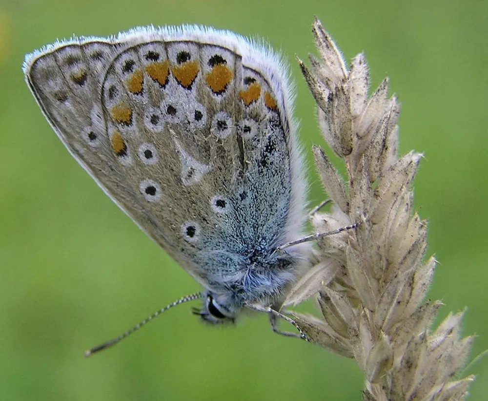 ’n Blauwtje (EurECO)