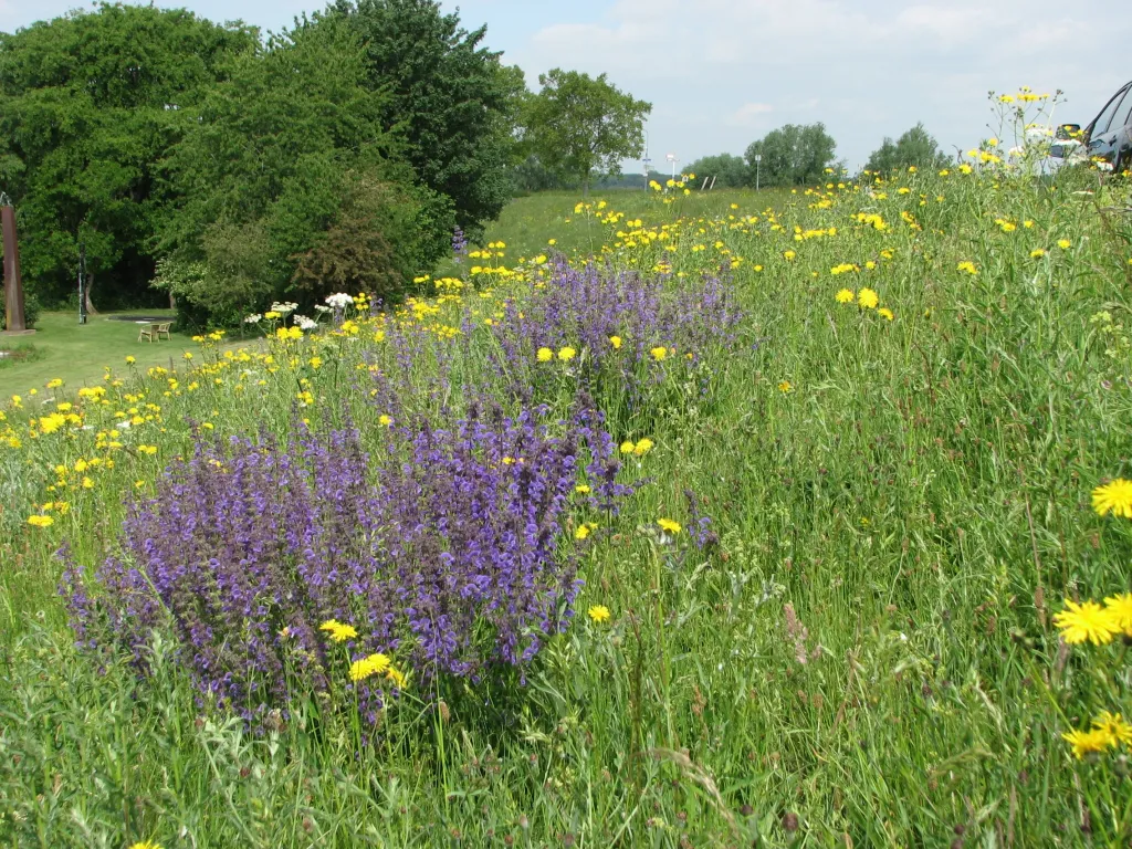 Grote kaardenbol met hommel (EurECO)