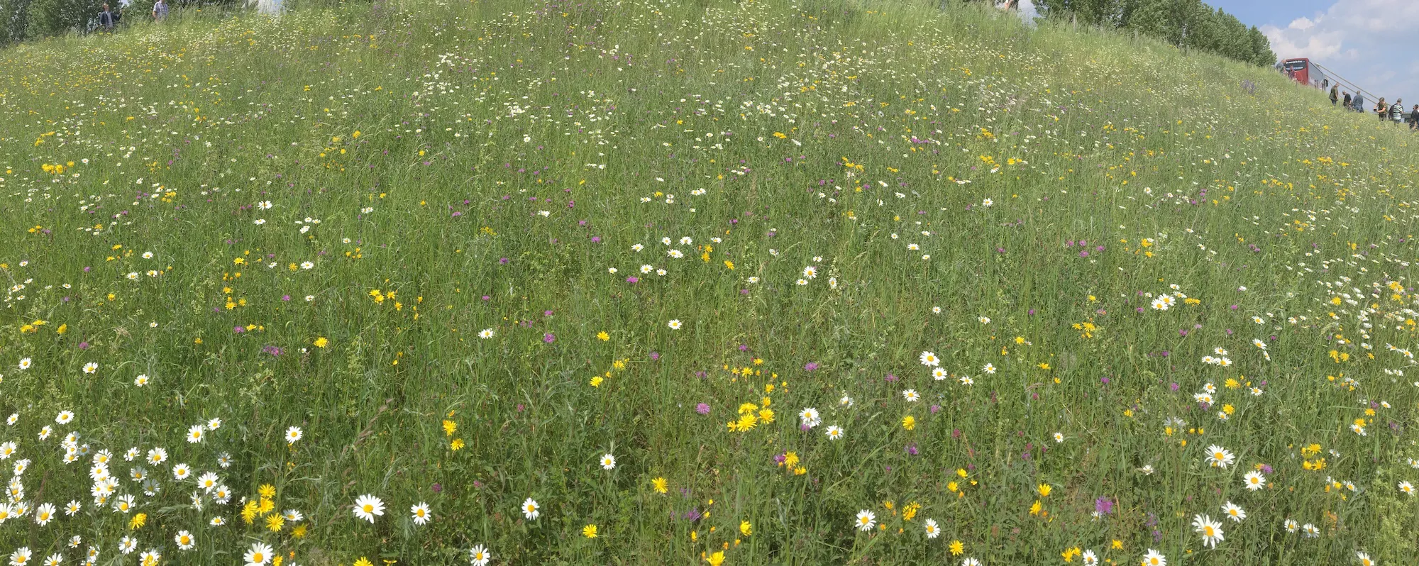 Bloemrijke dijk met Margriet, Groot streepzaad, Knoopkruid, Beemdkroon