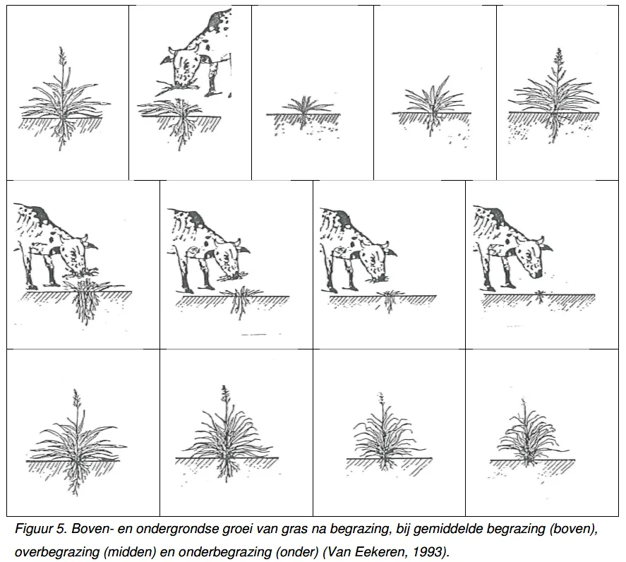 Boven- en ondergrondse groei van gras na begrazing bij gemiddelde-over-onderbegrazing [Van Eekeren, 1993]