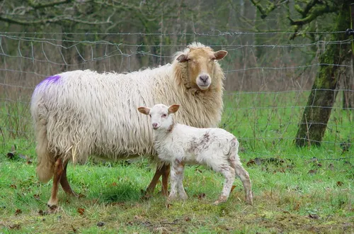 Drents heideschaap (Wikipedia)