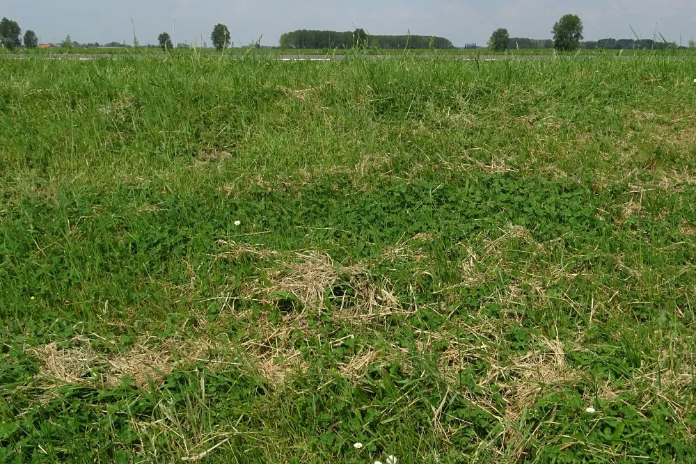 Jong talud ingezaaid met D2: maaisel is ook hier niet afgevoerd, nodig voor verrijking met organische stof (EurECO)