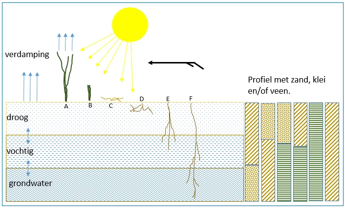 Figuur verdroging, bodemprofiel en gewas
