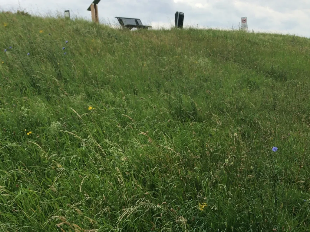 Gefaseerd maaien zuidtalud begin mei, situatie juni, biomassa gras