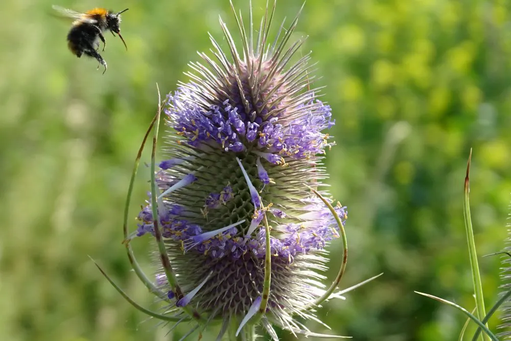 Grote kaardenbol met hommel (EurECO)