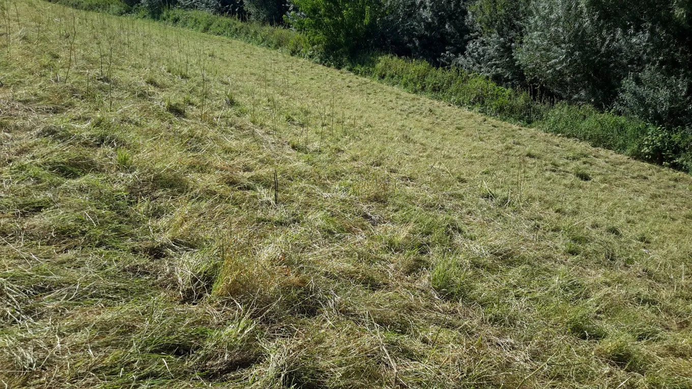Intensief beweid, te laat gestart: gras is gaan liggen (WSRL)