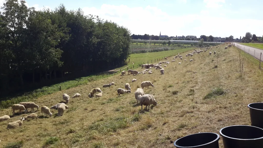 Intensieve beweiding met flexibele drinkbakken