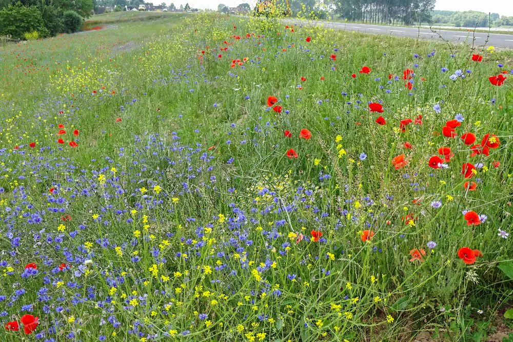 Inzaai Margrietenmengsel, (EurECO)