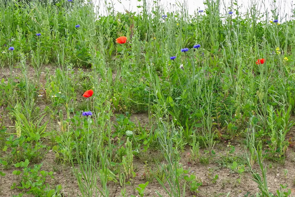 Inzaai Margrietenmengsel, lage erosiebestendigheid (EurECO)