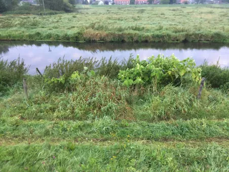 Japanse duizendknoop 1 (Waterschap Limburg, A. Smeets)