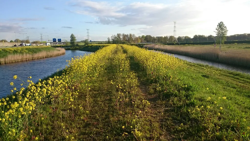 Koolzaad Uitgangssituatie (WAM)