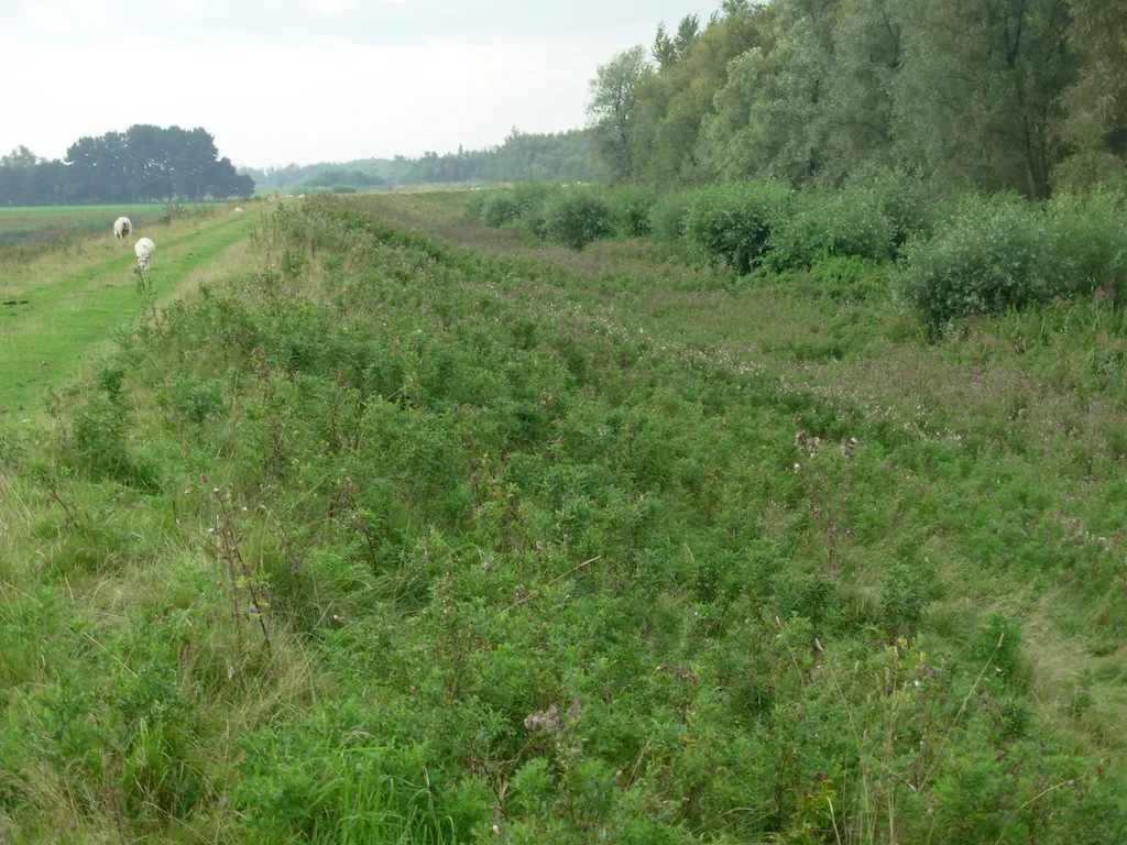 Maaien en beweiding, te kort begraasd (Digigids)