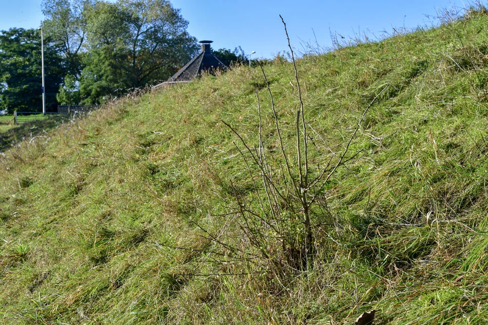 Houtige opschot in beweidingsvak (EurECO)