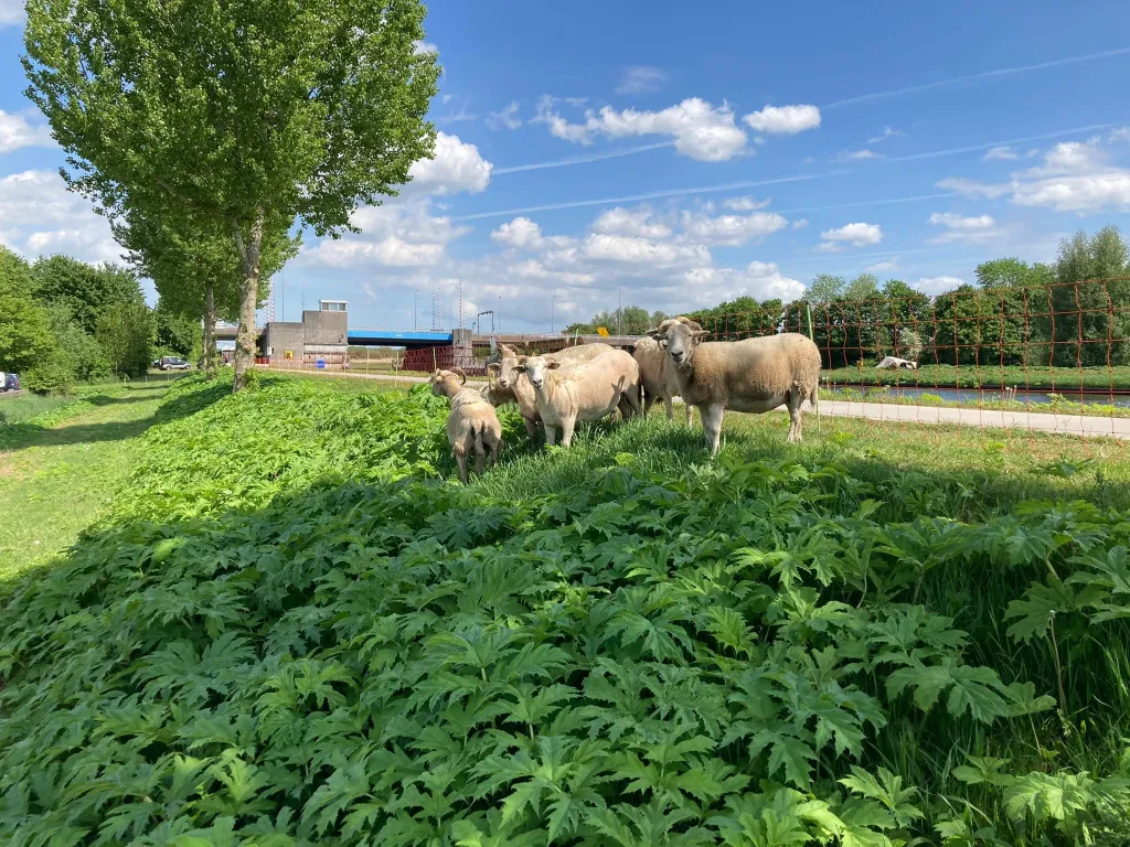 Reuzenberenklauw bestrijden met schapen (foto Noorderzijlvest)