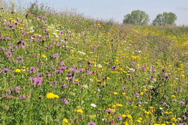 Soortenrijk Glanshaverhooiland met 2x maaien en afvoeren. (foto EurEco)